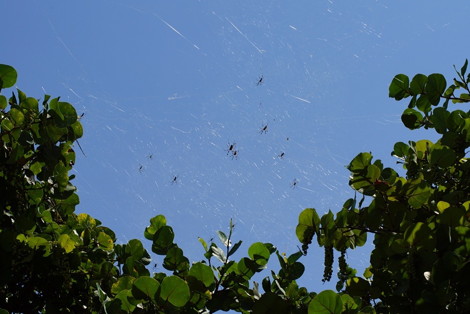 Spinnen in den Bäumen