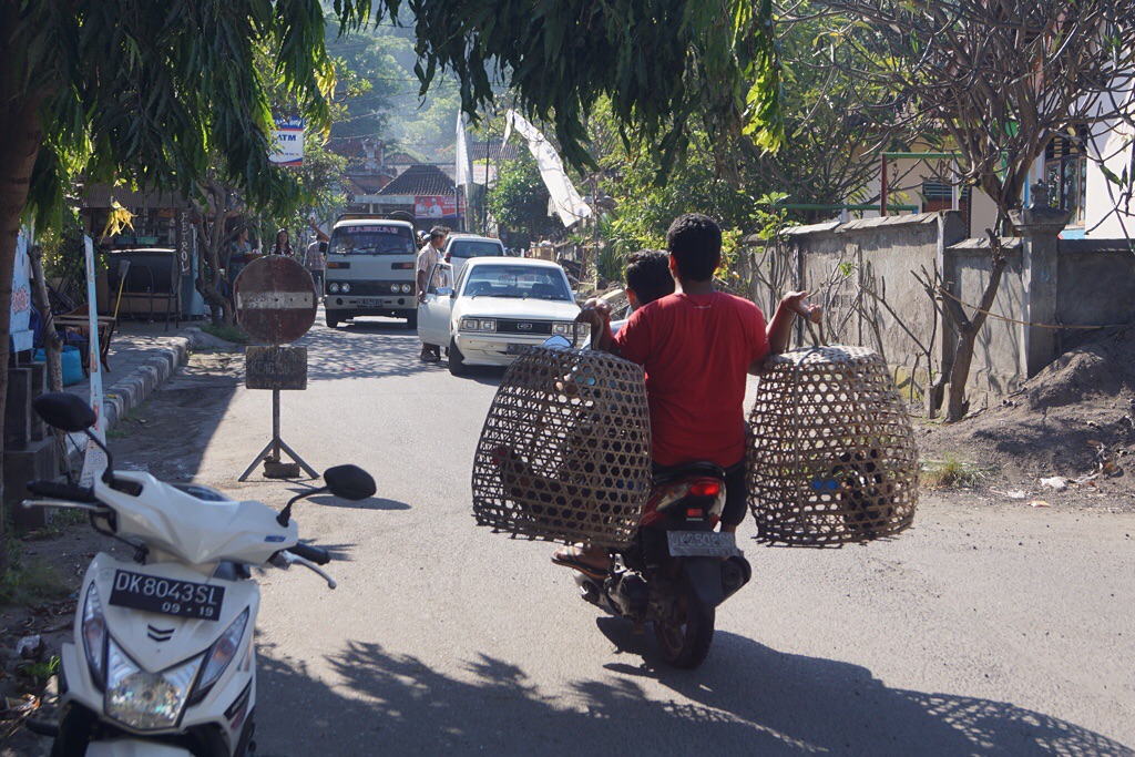 Transport von "Kampfhähnen" (Padangbai)