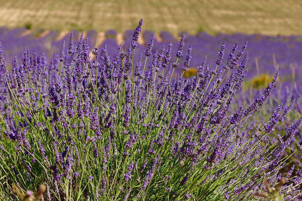 Wilder Lavendel bei Sault