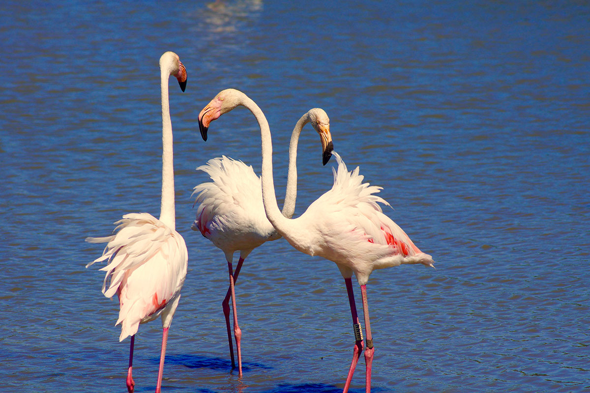Wilde Rosa Flamingos in der Camargue